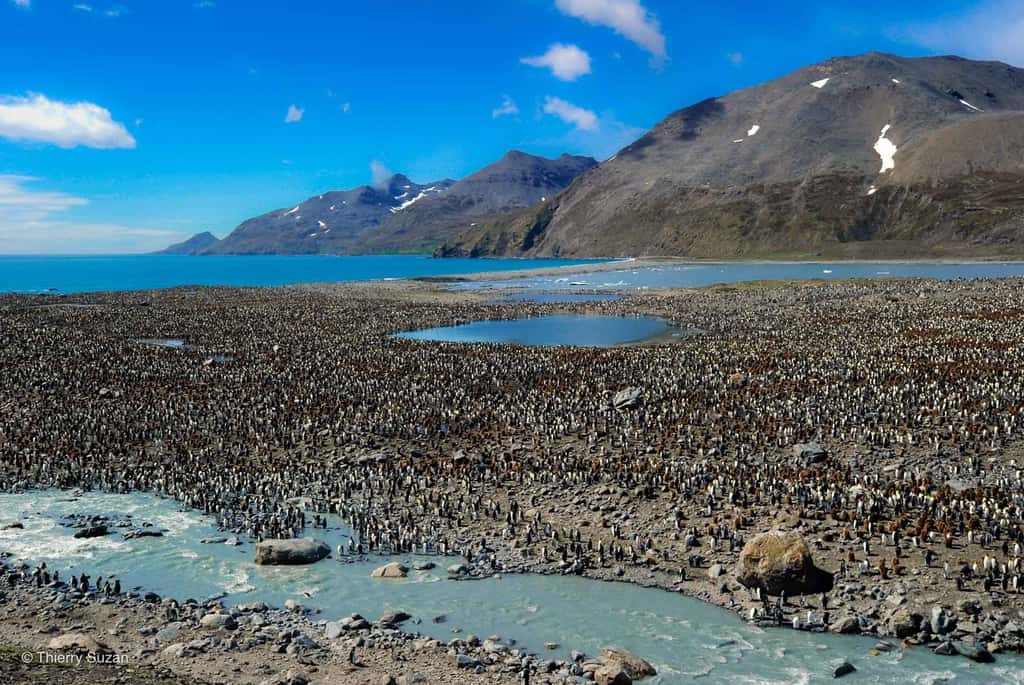 Baie de St Andrews, Géorgie du Sud, le grand sanctuaire antarctique. © Thierry Suzan, tous droits réservés